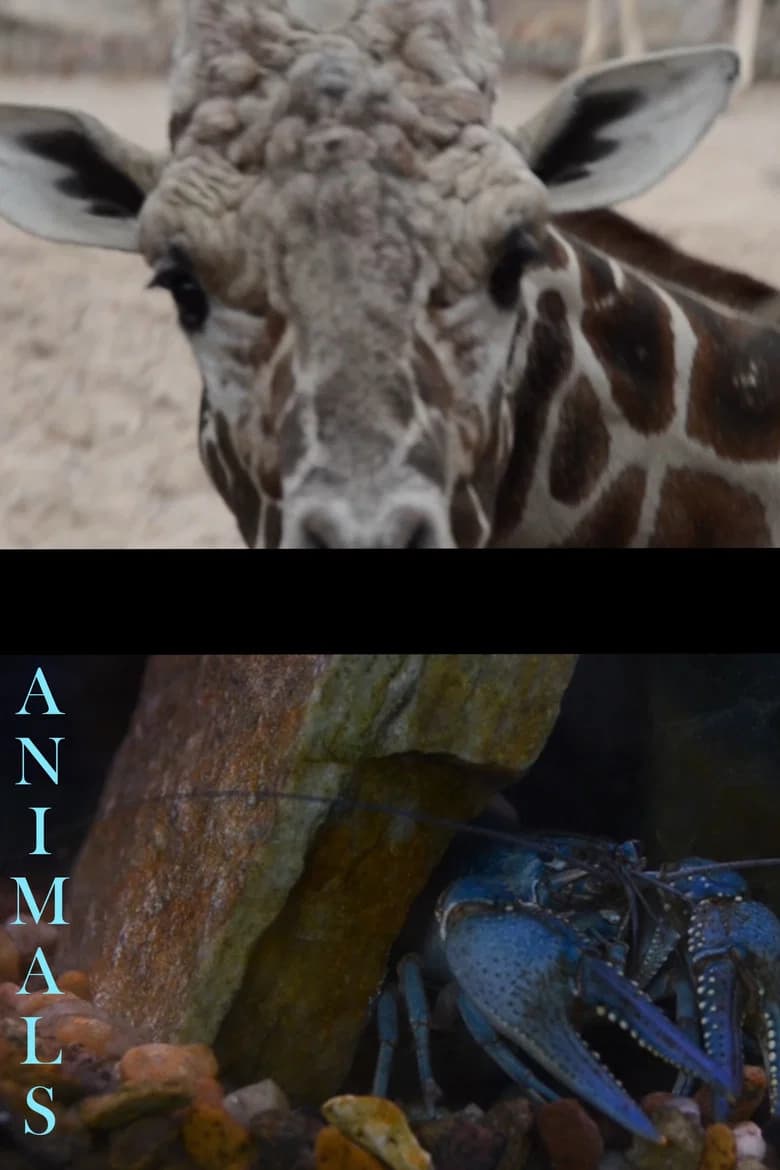 Animals cover art