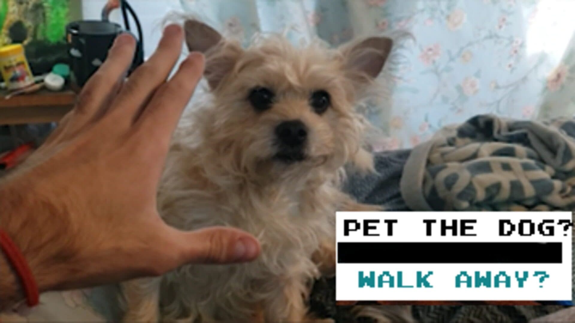 Pet the Dog? cover art