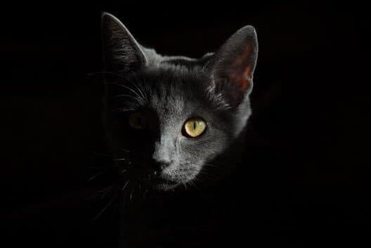 Forever Meow cover art