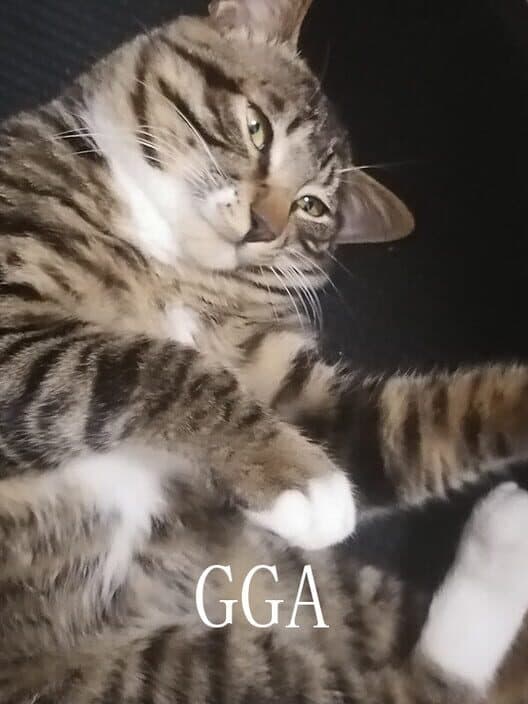 Gga cover art