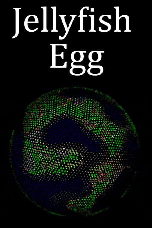 Jellyfish Egg cover art
