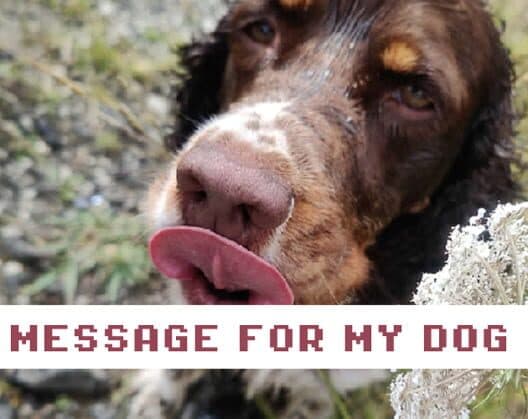 Message for My Dog cover art