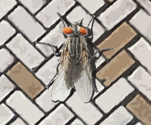 A Fly in the Array cover art