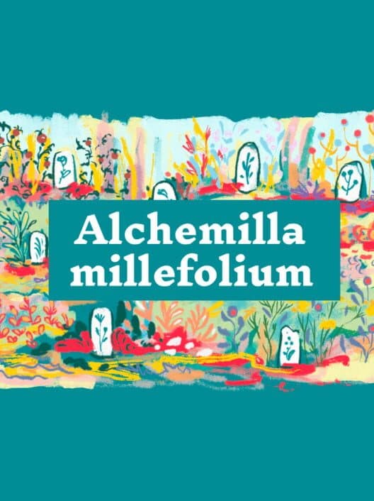 Alchemilla Millefolium cover art
