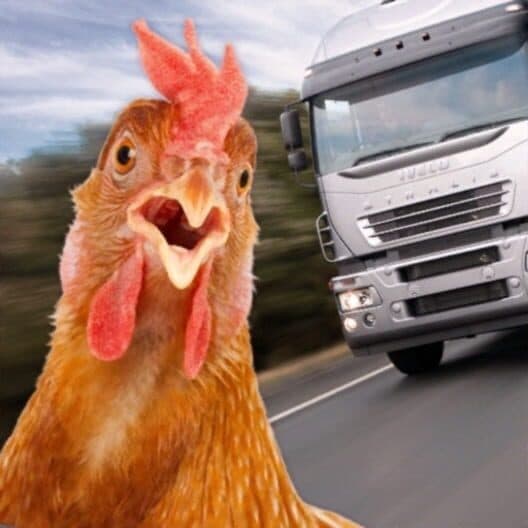 Chicken Royale cover art