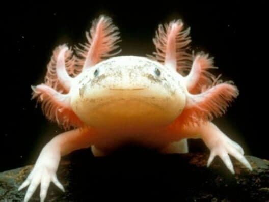 The Axolotl Project cover art