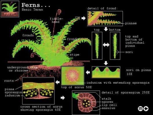 Biologica! cover art