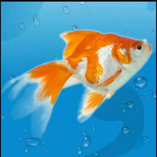 AquaLife 3D cover art